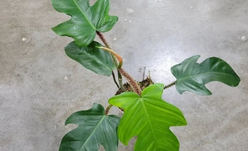 熱帶觀葉植物推薦