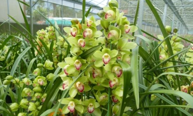 虎頭蘭開花後處理 虎頭蘭開花後處理