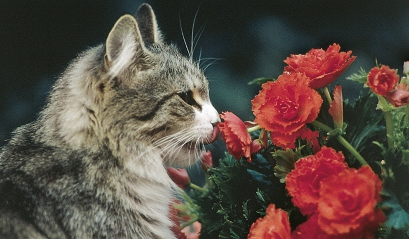 貓不能碰的花 貓不能碰的花