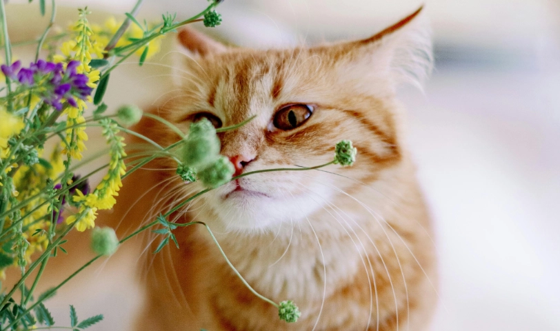 貓咪有毒植物 貓咪有毒植物