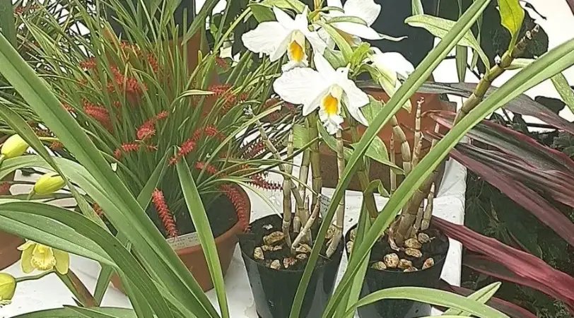 虎頭蘭分株 虎頭蘭分株