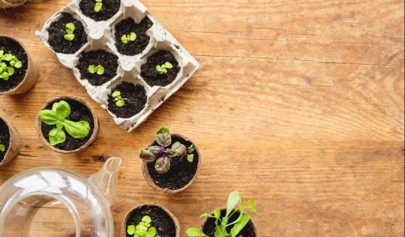 香草植物種植 香草植物種植