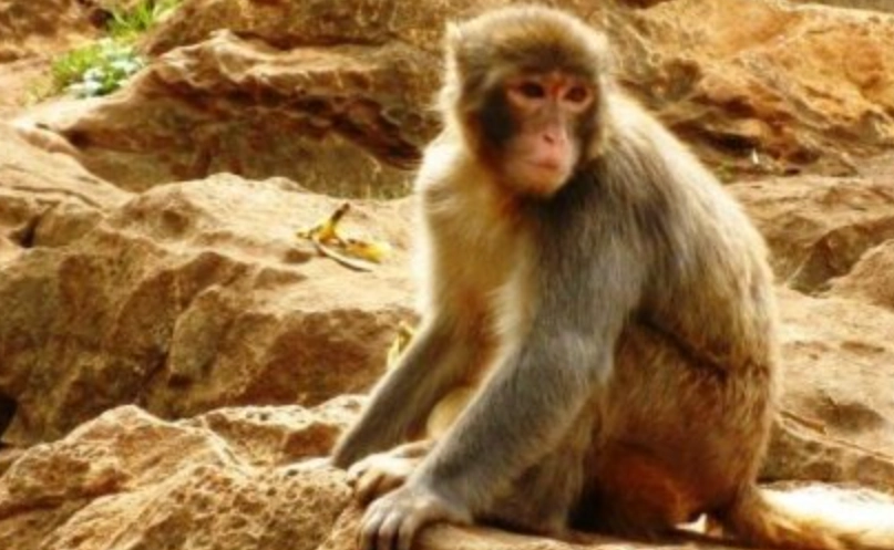 夢見猴子咬我 解夢