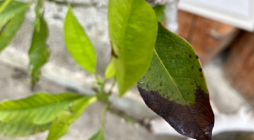 葉枯病處理