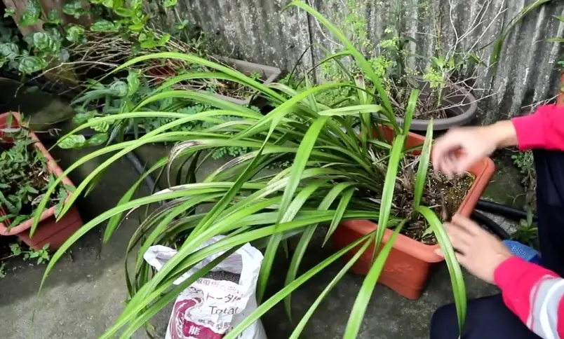 虎頭蘭開花後處理 虎頭蘭開花後處理