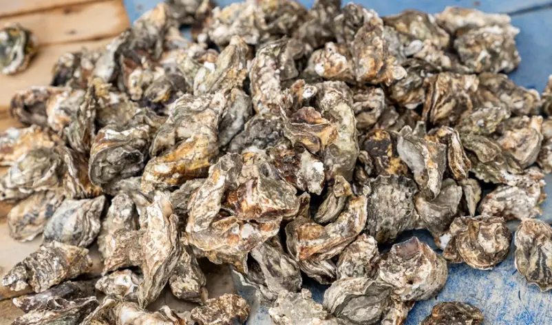 金門海產哪裡買 金門海產哪裡買