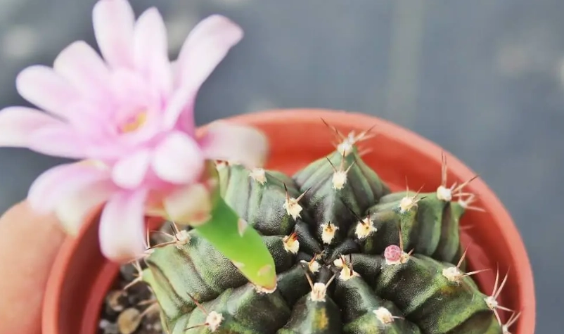 仙人掌開花照顧