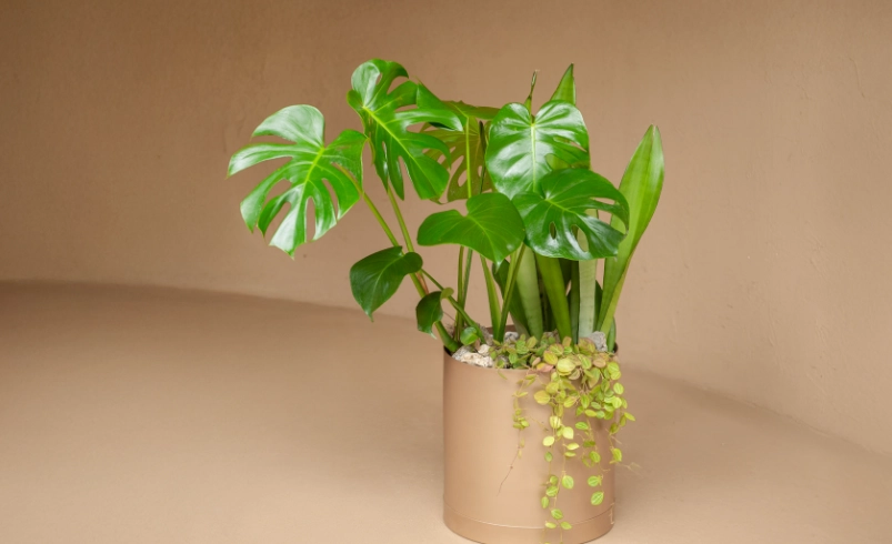 葉片皺縮原因 葉片皺縮原因