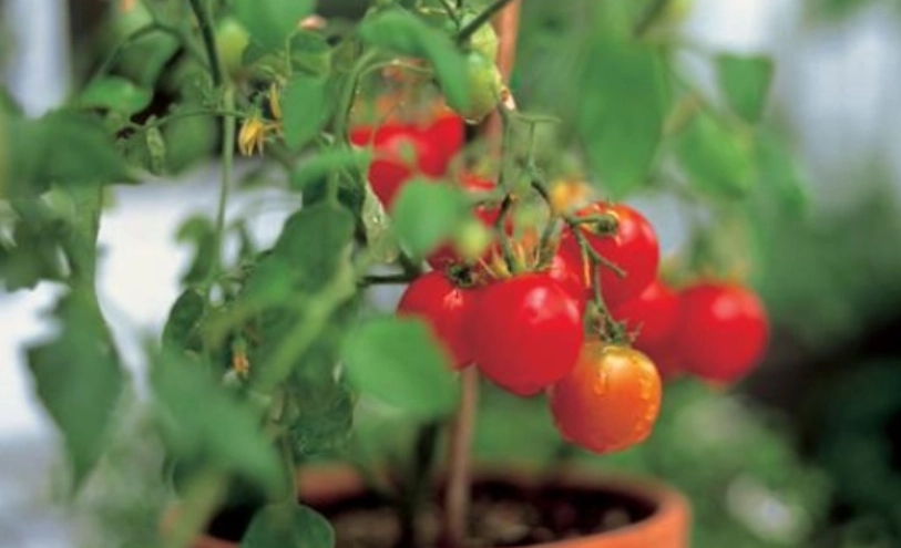 番茄種植技巧