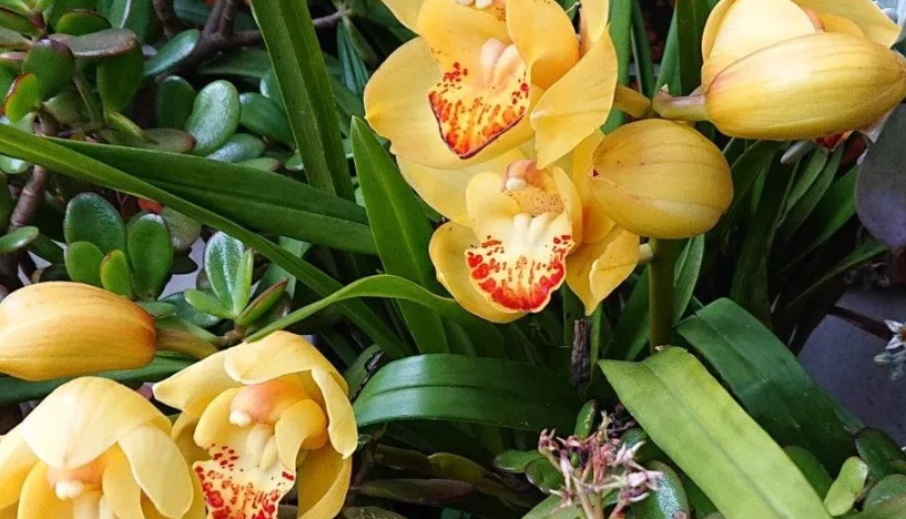 虎頭蘭分株 虎頭蘭分株