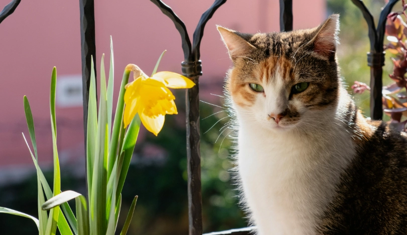 貓中毒急救 貓中毒急救