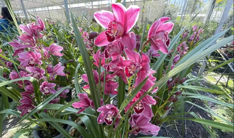 虎頭蘭分株 虎頭蘭分株