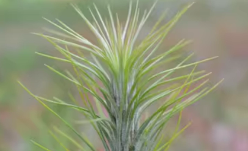 空氣鳳梨推薦 空氣鳳梨推薦