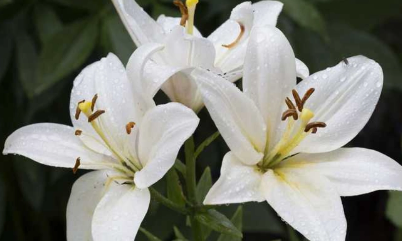 百合對狗狗有毒