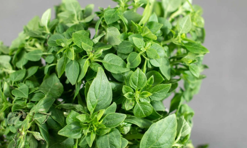 香草植物種植 香草植物種植