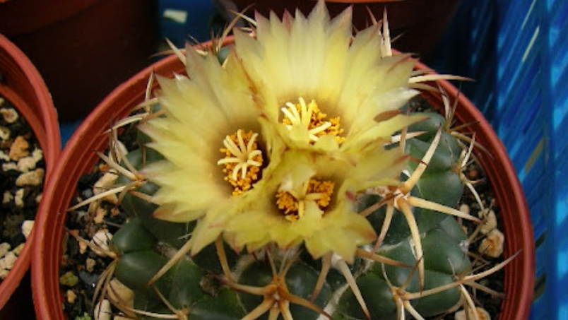 會開花的仙人掌推薦