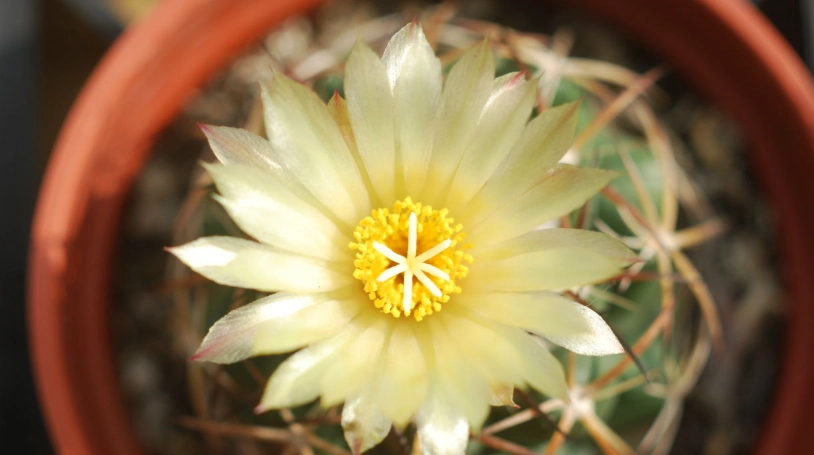 仙人掌開花品種