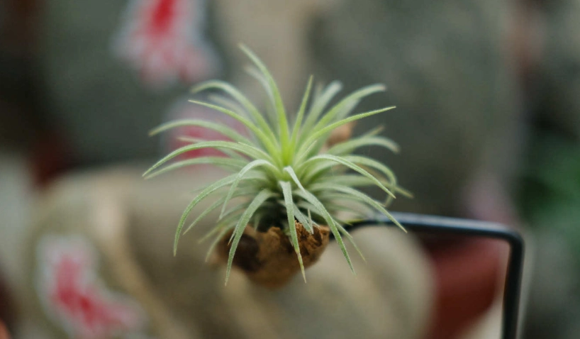 空氣鳳梨推薦 空氣鳳梨推薦