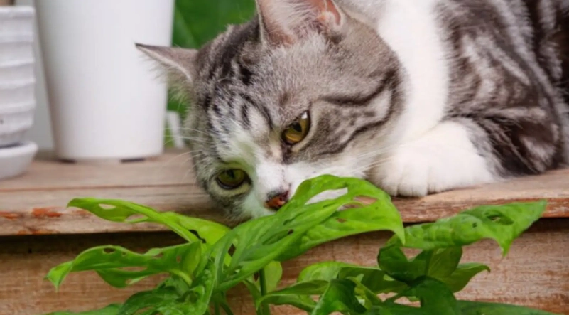 貓安全植物