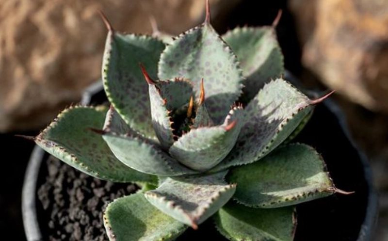 耐熱植物 耐熱植物