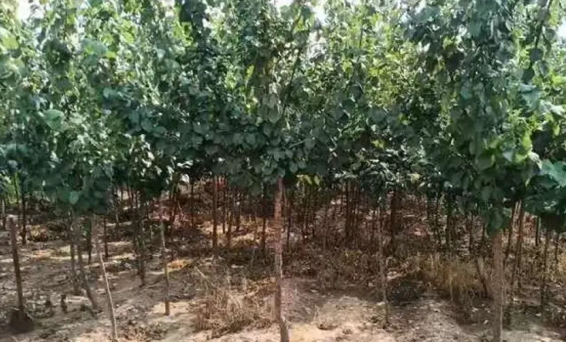 台灣常見樹木病害