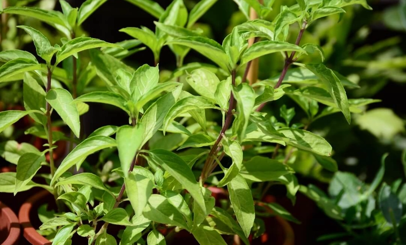 羅勒種植 羅勒種植