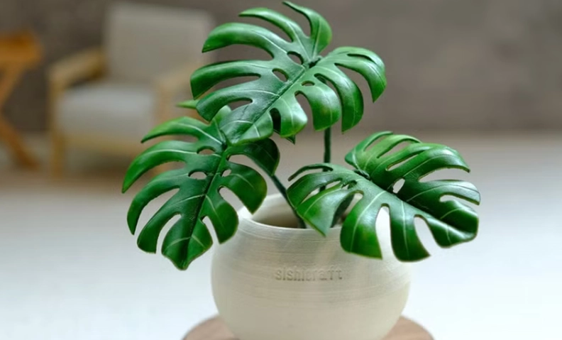 半日照植物養護