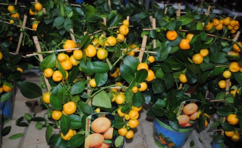 橘子發芽 橘子發芽