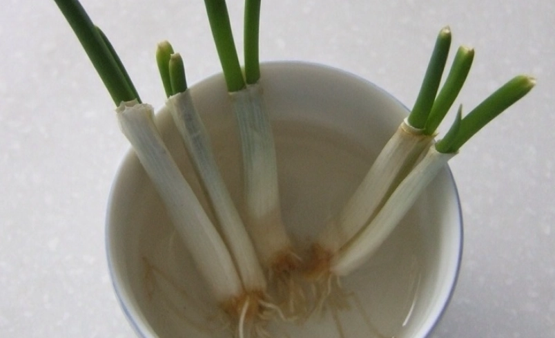 水耕蔥肥料推薦 水耕蔥肥料推薦