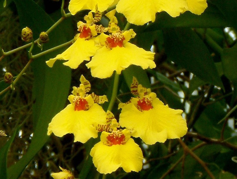 室內 開花植物 室內 開花植物