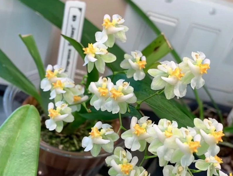 文心蘭 照顧 文心蘭 照顧