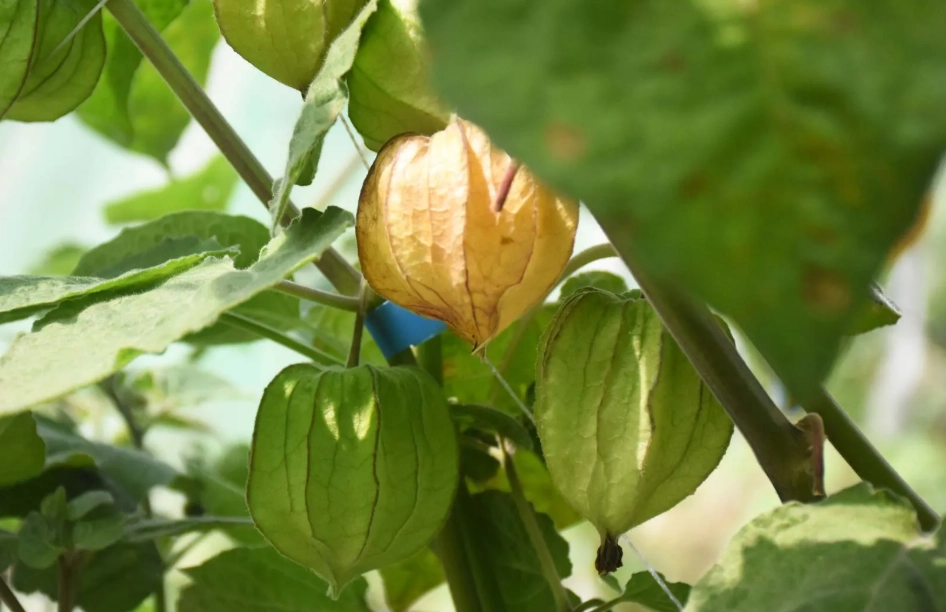 燈籠果修剪 燈籠果修剪