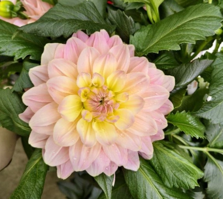 大理花換盆時機 大理花換盆時機