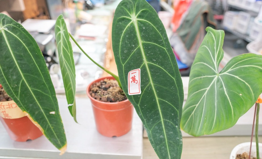 觀葉植物常見問題 觀葉植物常見問題