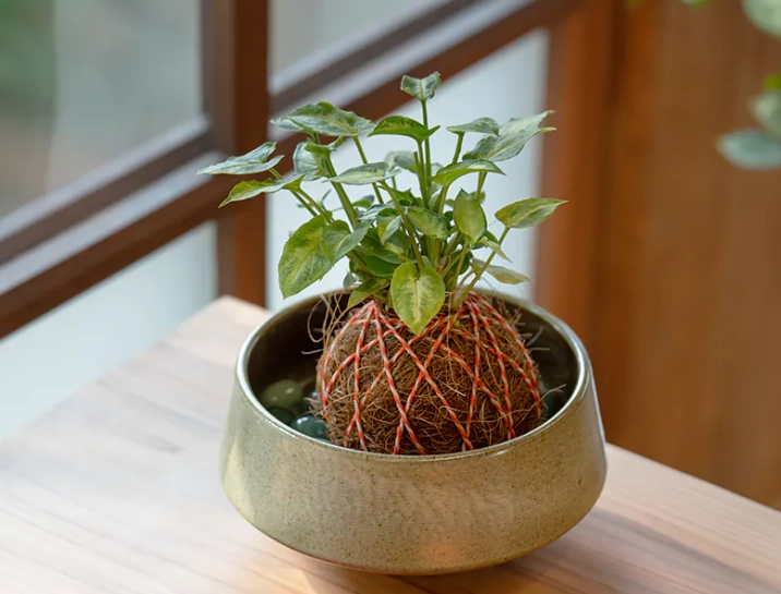 室內植物 照顧 室內植物 照顧