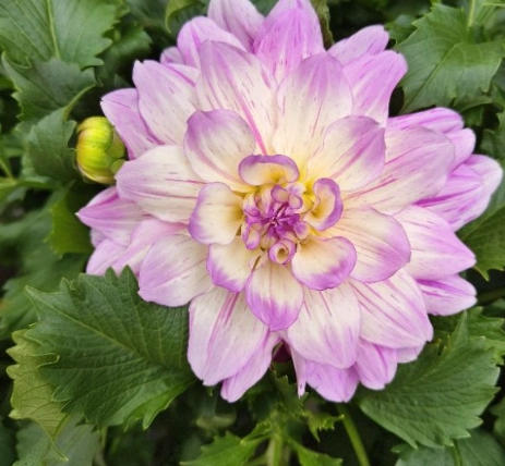 大理花換盆時機 大理花換盆時機