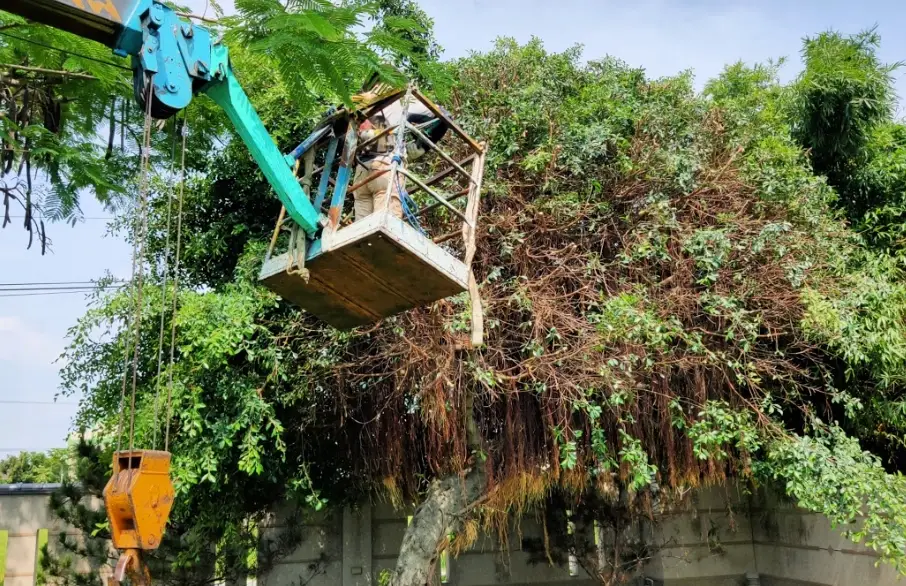 榕樹風水 榕樹風水