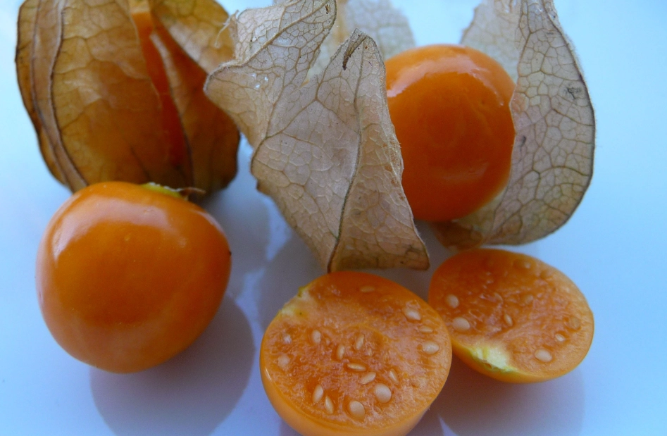 燈籠果修剪 燈籠果修剪