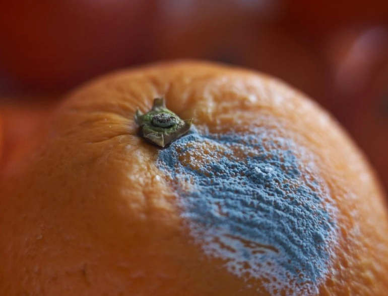 發霉食物處理