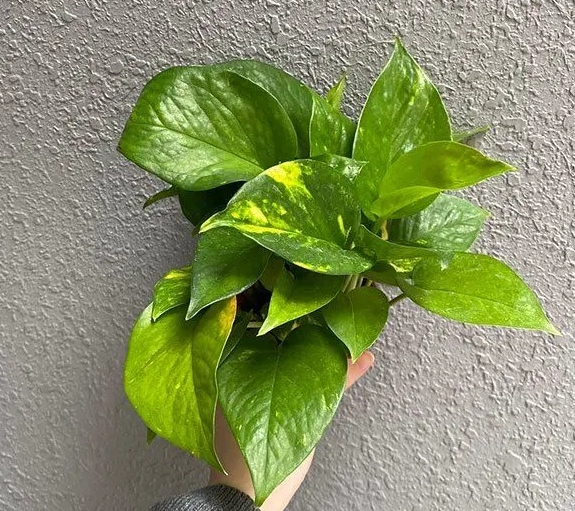 黃金葛照顧 黃金葛照顧