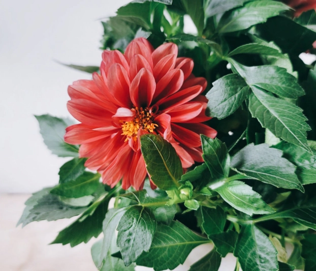 大理花換盆後照顧 大理花換盆後照顧