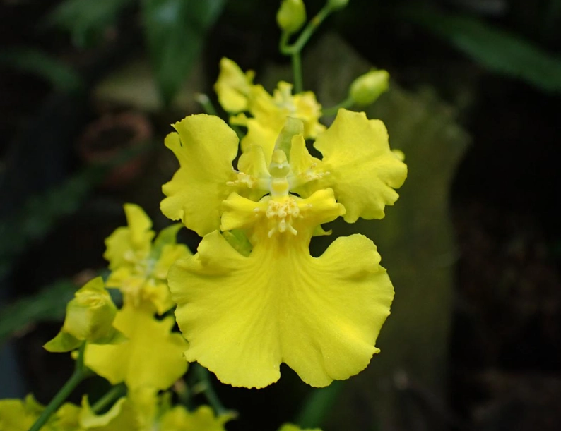 文心蘭 室內 種植 文心蘭 室內 種植