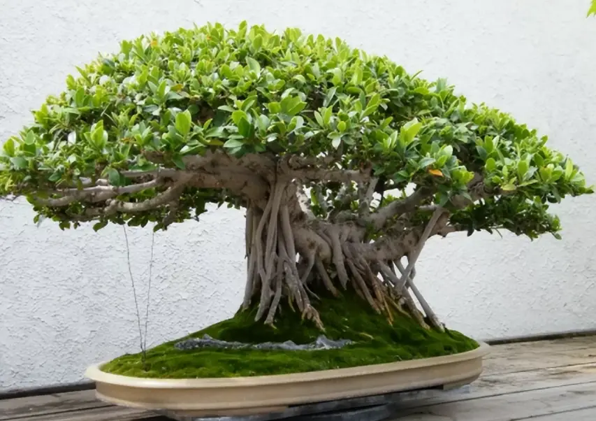 榕樹風水 榕樹風水