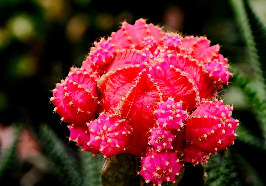 仙人掌陽光需求 仙人掌陽光需求