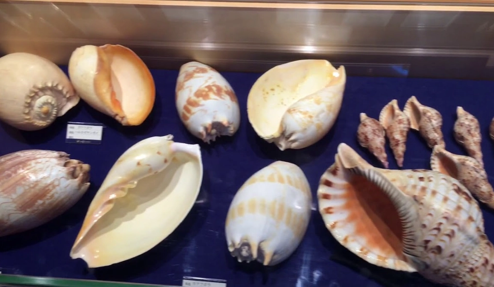 貝殼 海關申報 貝殼 海關申報