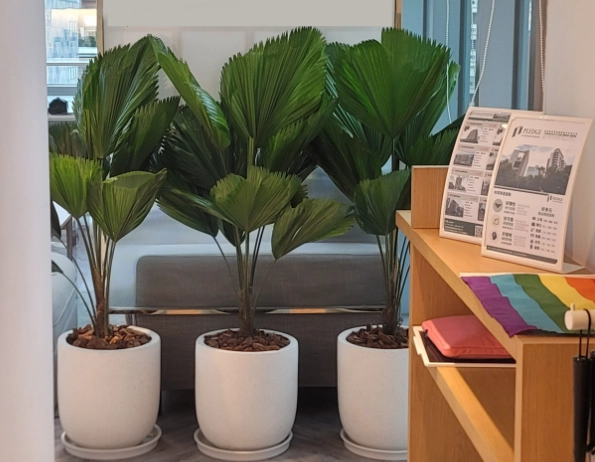 植物照顧 新手 植物照顧 新手