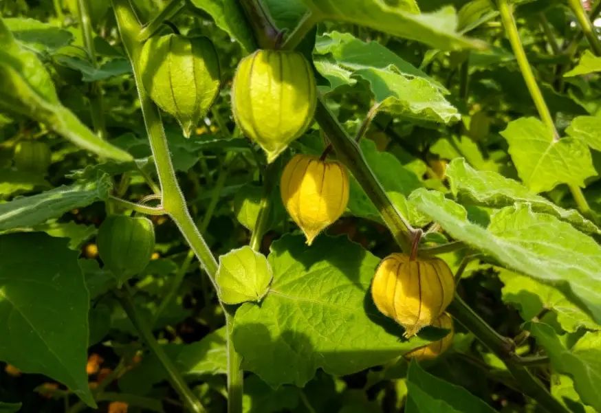 燈籠果種植 燈籠果種植