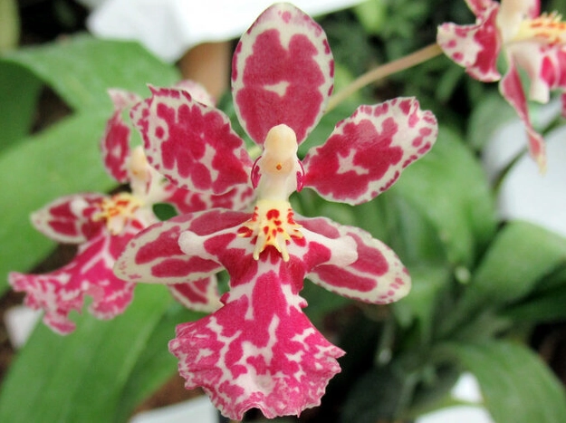 文心蘭 室內 種植 文心蘭 室內 種植