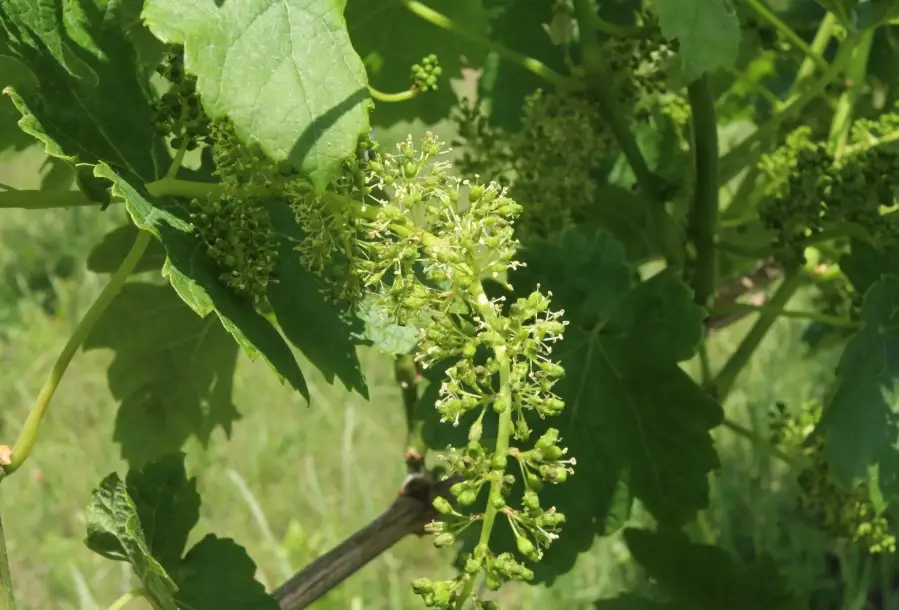 樹葡萄開花徵兆