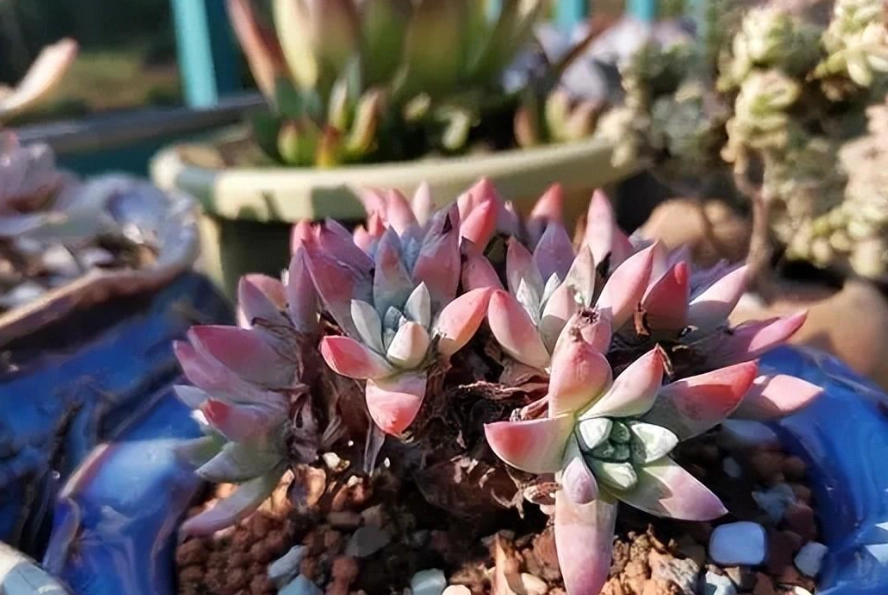 多肉植物死亡 多肉植物死亡